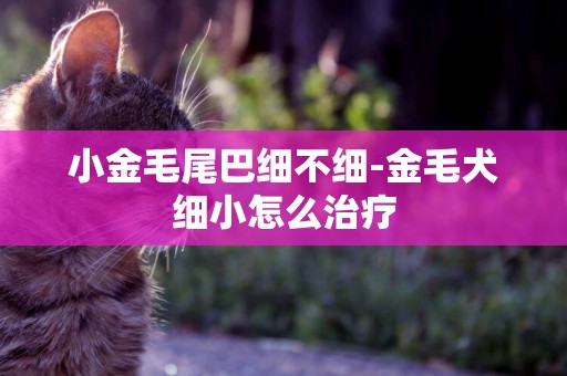 小金毛尾巴細不細-金毛犬細小怎么治療