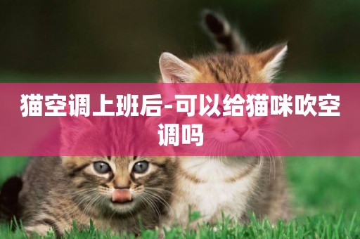 貓空調上班后-可以給貓咪吹空調嗎