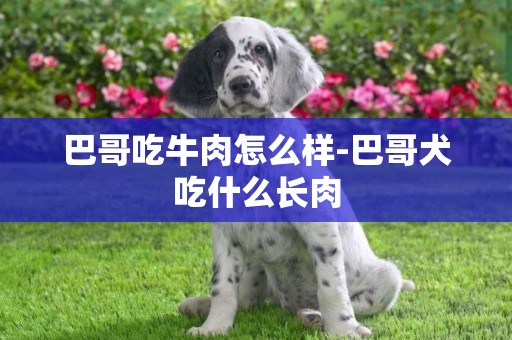 巴哥吃牛肉怎么樣-巴哥犬吃什么長肉