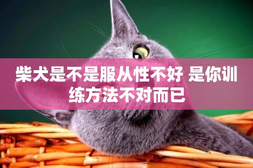 柴犬是不是服從性不好 是你訓練方法不對而已