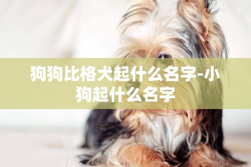 狗狗比格犬起什么名字-小狗起什么名字