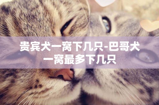 貴賓犬一窩下幾只-巴哥犬一窩最多下幾只