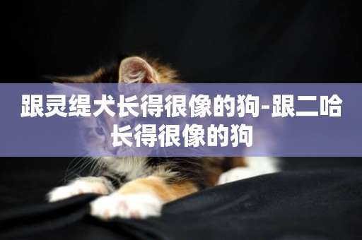跟靈緹犬長得很像的狗-跟二哈長得很像的狗
