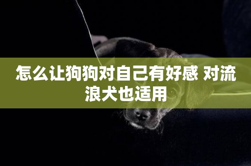 怎么讓狗狗對自己有好感 對流浪犬也適用