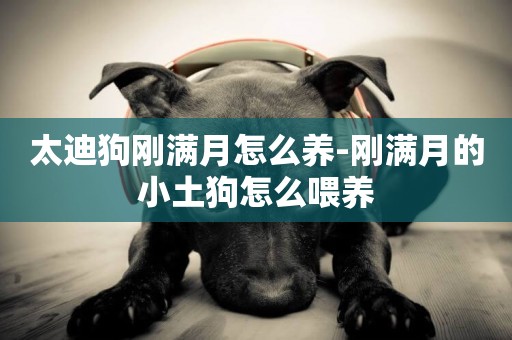 太迪狗剛滿月怎么養-剛滿月的小土狗怎么喂養