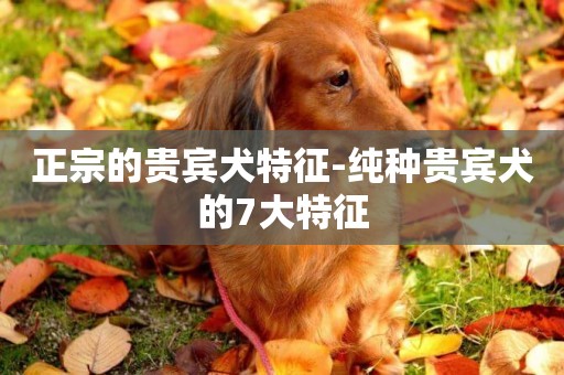 正宗的貴賓犬特征-純種貴賓犬的7大特征