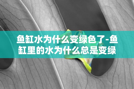 魚缸水為什么變綠色了-魚缸里的水為什么總是變綠