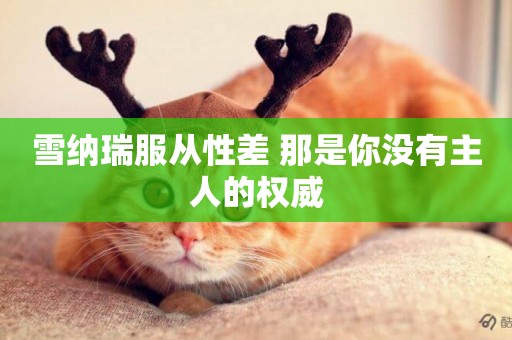 雪納瑞服從性差 那是你沒有主人的權威