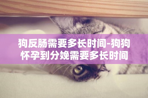 狗反腸需要多長時間-狗狗懷孕到分娩需要多長時間