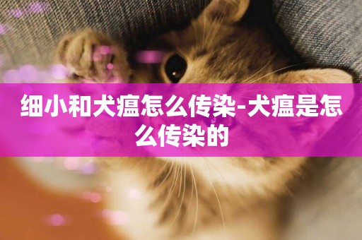 細小和犬瘟怎么傳染-犬瘟是怎么傳染的
