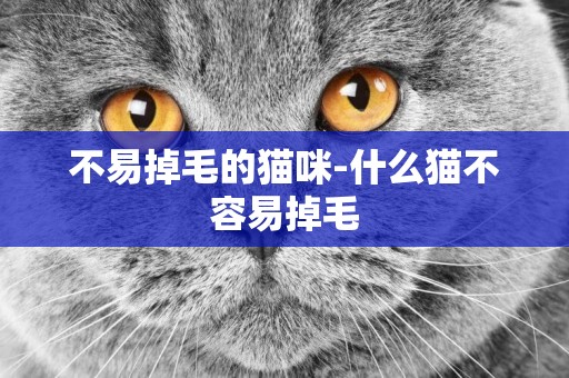 不易掉毛的貓咪-什么貓不容易掉毛