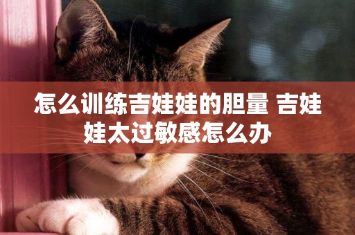 怎么訓練吉娃娃的膽量 吉娃娃太過敏感怎么辦