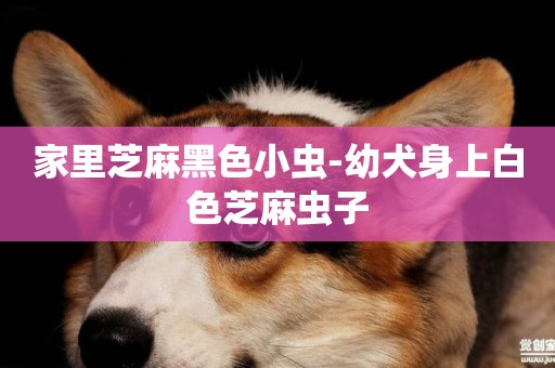 家里芝麻黑色小蟲-幼犬身上白色芝麻蟲子
