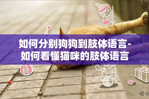 如何分別狗狗到肢體語言-如何看懂貓咪的肢體語言