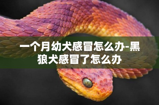一個月幼犬感冒怎么辦-黑狼犬感冒了怎么辦