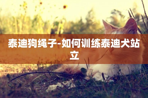 泰迪狗繩子-如何訓練泰迪犬站立