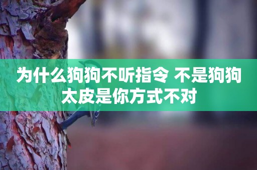 為什么狗狗不聽指令 不是狗狗太皮是你方式不對