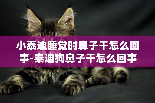 小泰迪睡覺時鼻子干怎么回事-泰迪狗鼻子干怎么回事