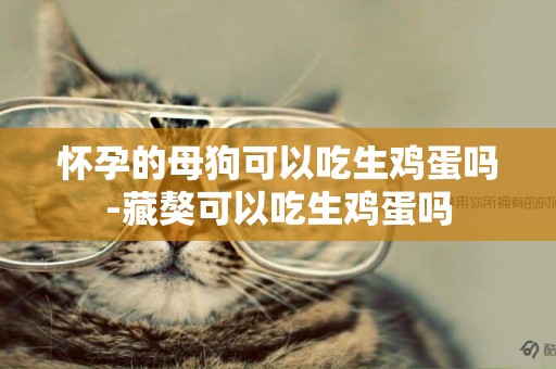 懷孕的母狗可以吃生雞蛋嗎-藏獒可以吃生雞蛋嗎
