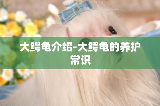 大鱷龜介紹-大鱷龜的養護常識