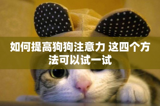 如何提高狗狗注意力 這四個方法可以試一試
