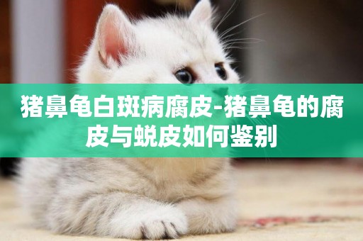 豬鼻龜白斑病腐皮-豬鼻龜的腐皮與蛻皮如何鑒別