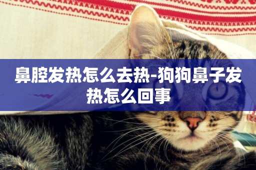 鼻腔發熱怎么去熱-狗狗鼻子發熱怎么回事