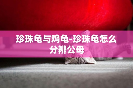 珍珠龜與雞龜-珍珠龜怎么分辨公母