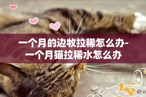 一個月的邊牧拉稀怎么辦-一個月貓拉稀水怎么辦