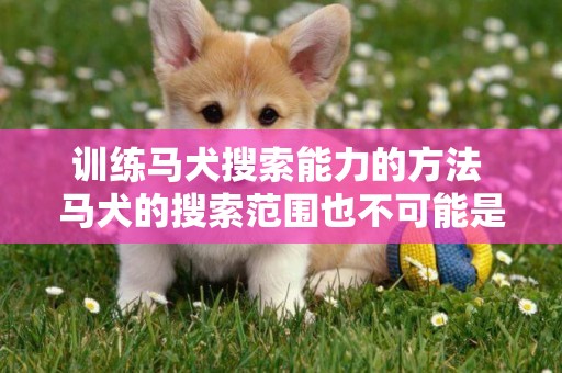 訓練馬犬搜索能力的方法 馬犬的搜索范圍也不可能是天生的