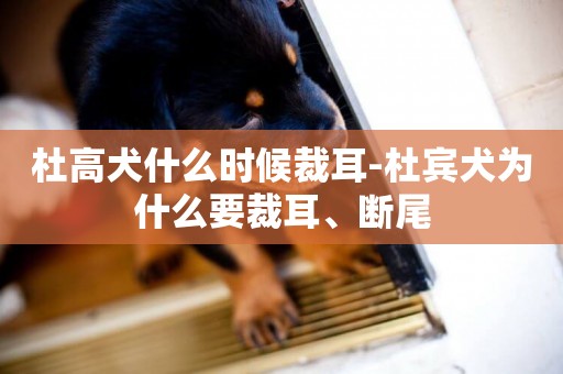杜高犬什么時候裁耳-杜賓犬為什么要裁耳、斷尾