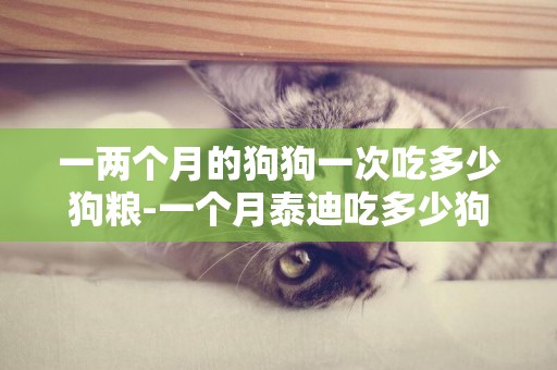 一兩個月的狗狗一次吃多少狗糧-一個月泰迪吃多少狗糧