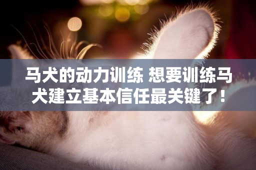 馬犬的動力訓練 想要訓練馬犬建立基本信任最關鍵了！