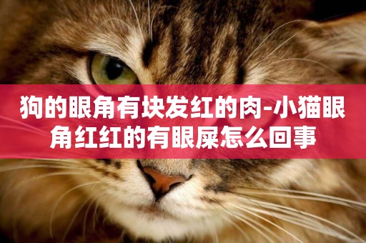 狗的眼角有塊發紅的肉-小貓眼角紅紅的有眼屎怎么回事