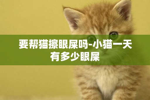 要幫貓擦眼屎嗎-小貓一天有多少眼屎
