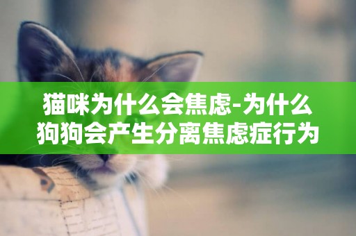 貓咪為什么會焦慮-為什么狗狗會產生分離焦慮癥行為