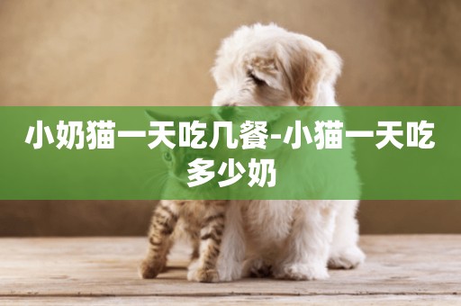 小奶貓一天吃幾餐-小貓一天吃多少奶