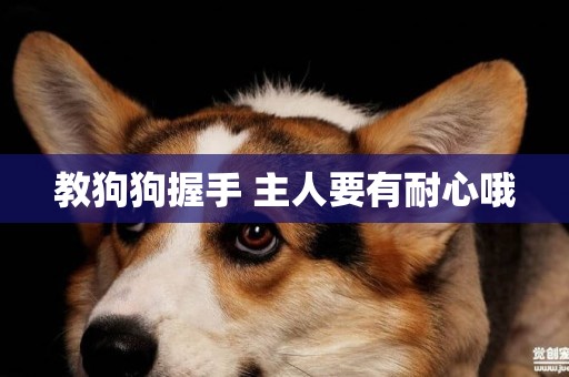 教狗狗握手 主人要有耐心哦