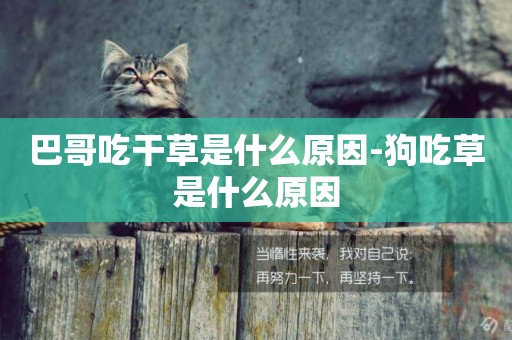巴哥吃干草是什么原因-狗吃草是什么原因
