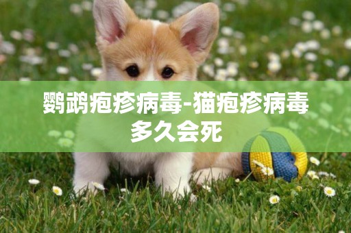 鸚鵡皰疹病毒-貓皰疹病毒多久會死