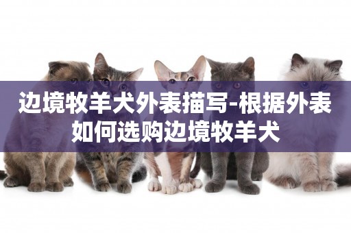 邊境牧羊犬外表描寫-根據外表如何選購邊境牧羊犬