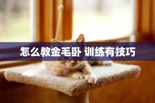 怎么教金毛臥 訓練有技巧