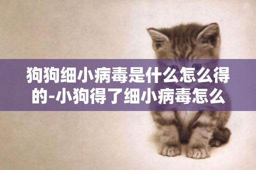狗狗細小病毒是什么怎么得的-小狗得了細小病毒怎么辦