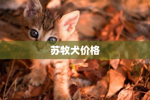 蘇牧犬價格