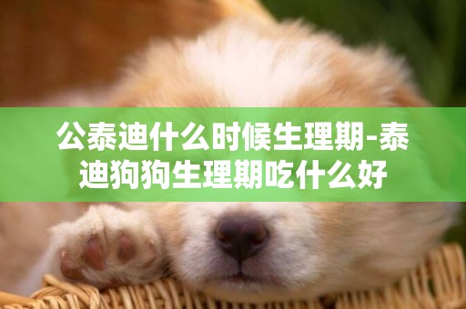 公泰迪什么時候生理期-泰迪狗狗生理期吃什么好