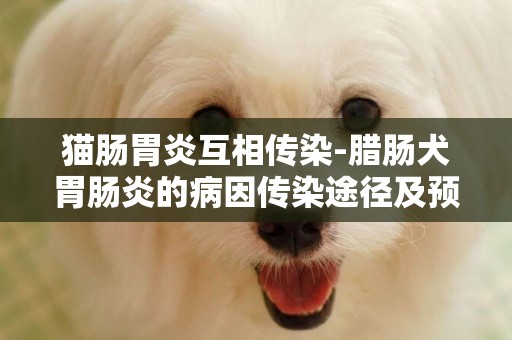 貓腸胃炎互相傳染-臘腸犬胃腸炎的病因傳染途徑及預防