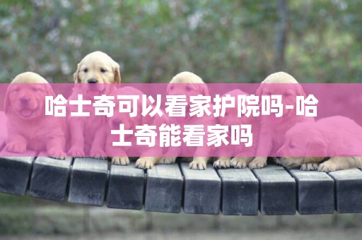 哈士奇可以看家護院嗎-哈士奇能看家嗎