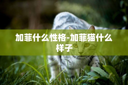 加菲什么性格-加菲貓什么樣子