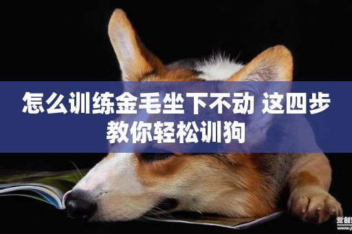 怎么訓練金毛坐下不動 這四步教你輕松訓狗