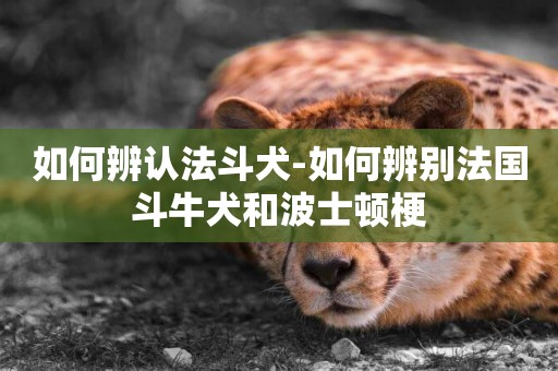 如何辨認法斗犬-如何辨別法國斗牛犬和波士頓梗